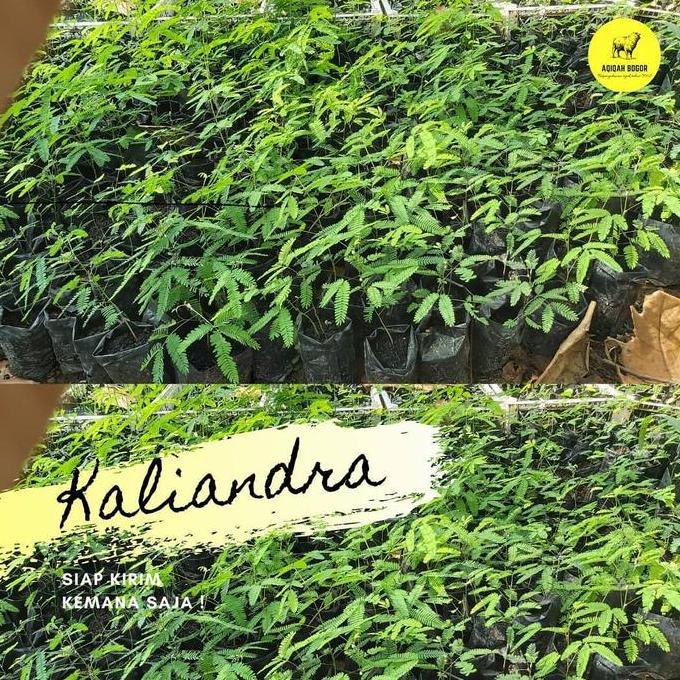 Kaliandra merah pakan ternak - kaliandra - pakan ternak kambing