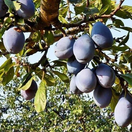 Benih Bibit Biji - Buah Black Jujube Chinese Black Dates Angco Hitam Kurma Korea Kurma China Fruit S