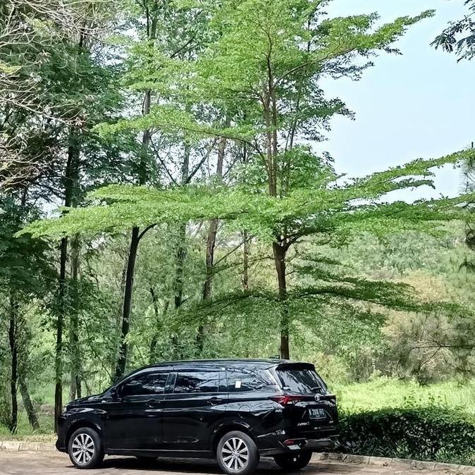 pohon ketapang kencana, tanaman hias pohon Ketapang kencana