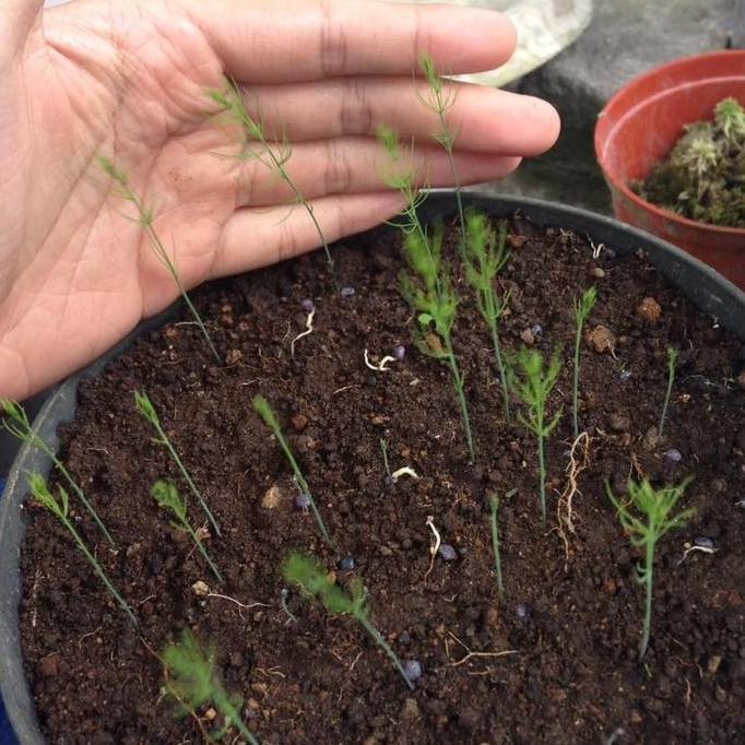 Benih Bibit Biji - Asparagus F1 Varietas UC800 Hibrida Seeds - IMPORT