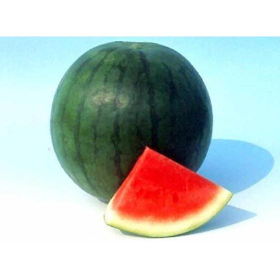 Benih / Bibit - Semangka Merah Tanpa Biji (Seedless) F1 Hybrid