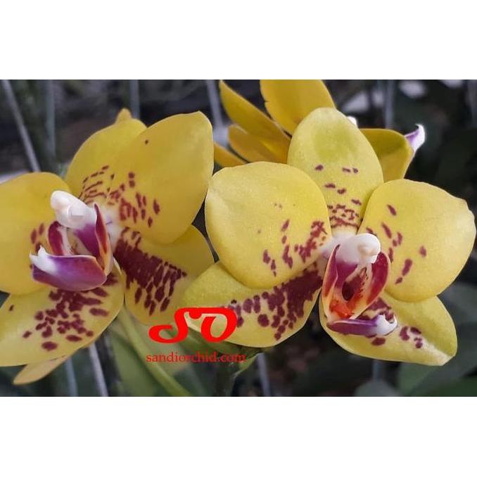 Anggrek bulan Mini Kuning Spark dan Lidah Merah