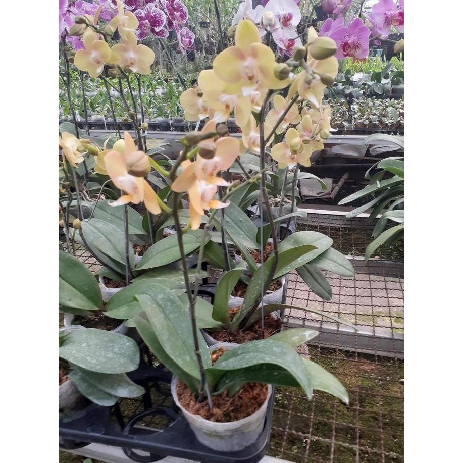 Anggrek Bulan Mini Soft Yellow / kuning lembut