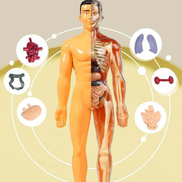 HUMAN BODY ANATOMY MODEL - MAINAN DOKTER - MAINAN TENGKORAK - HUMAN ORGANS - Mainan edukasi kedokter