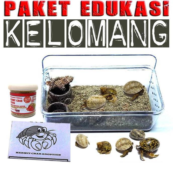 Paket edukasi mainan anak kelomang keong kumang umang kecil mini
