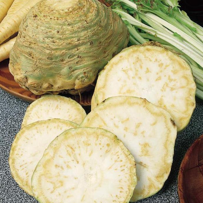 Benih Bibit Biji - Celeriac Monarch / Seledri Umbi Seeds - IMPORT