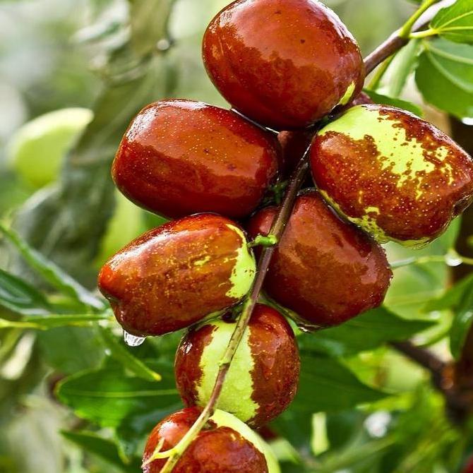 Benih Bibit Biji - Buah Big Snow Jujube Angco Kurma Korea Kurma China Fruit Seeds - IMPORT