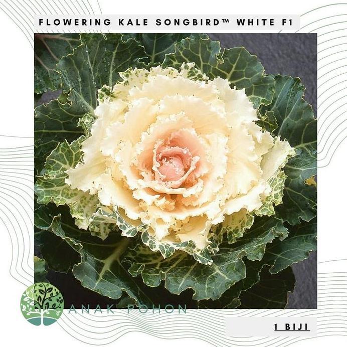 Benih Bibit Biji - Flowering Kale Songbird White F1 Kale Ornamental Seeds - IMPORT