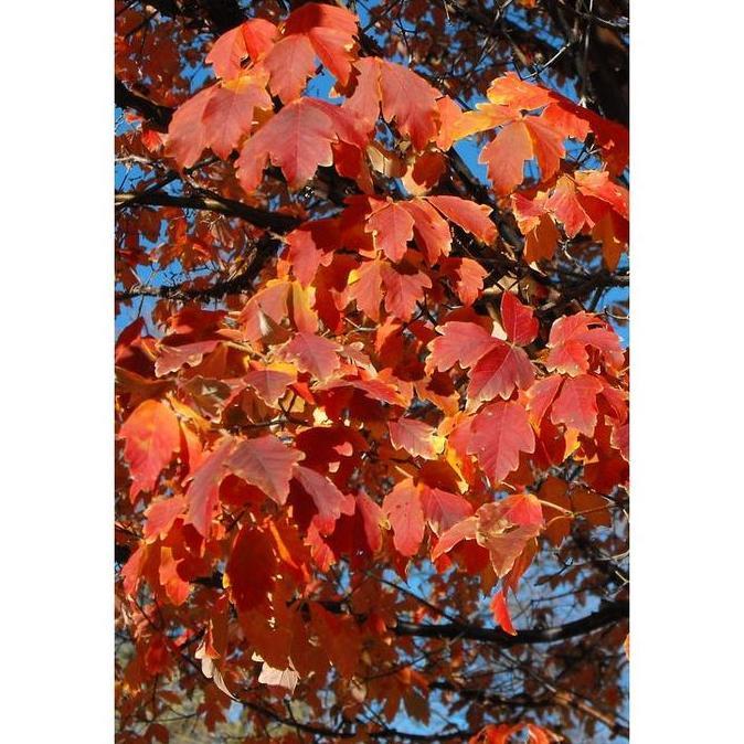 Benih Bibit Biji - Chinese Paperbark Maple Acer griseum Tree Pohon Eksotis Seeds - IMPORT