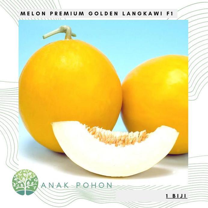 Benih Bibit Biji - Melon Premium Golden Langkawi Hibrida F1 Seeds