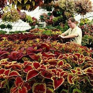 Benih Bibit Biji - Coleus Rainbow Mixed Daun Hias Miana Ornamental - IMPORT