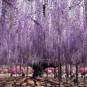 Benih Bibit Biji - Pohon Bunga Purple Wisteria Flower Seeds - IMPORT