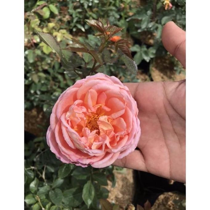 Mawar Abraham Darby