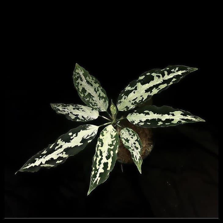 Promo / Jual Tanaman Hias Aglonema Pictum Aceh Becolor _ _