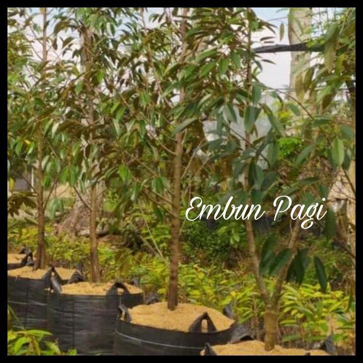 Promo / Bibit Durian Bawor Tinggi 2 Meter Up Siap Berbuah