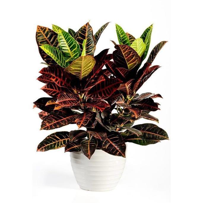 Hiasan Dinding Daun Ukuran 47x31 Hiasan dinding TANAMAN UKURAN BESAR Hiasan dinding A3+ | Dekorasi d