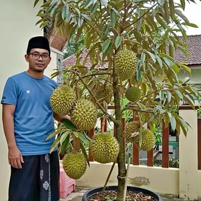 BIBIT DURIAN OKULASI(MUSANGKING, MONTONG BAWOR,MERAH,DURI HITAM DLL) kopi benih TERJAMI