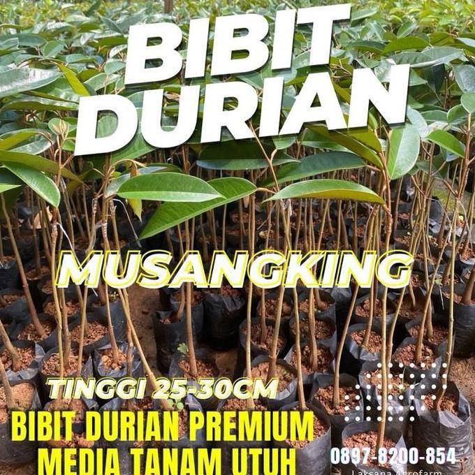 BIBIT DURIAN MUSANGKING UKURAN BABY TINGGI 30cm FULL MEDIA TANAM UTUH TANPA DIKURANGI benih citra as