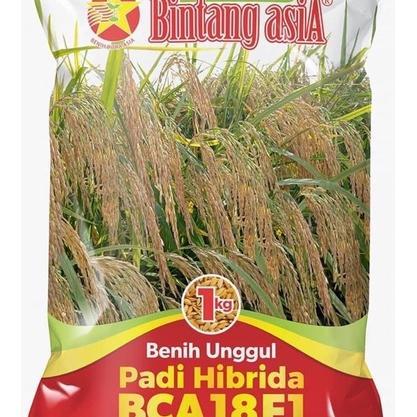 Benih Padi Hibrida Bca 18 F1 1 Kg Bintang Asia