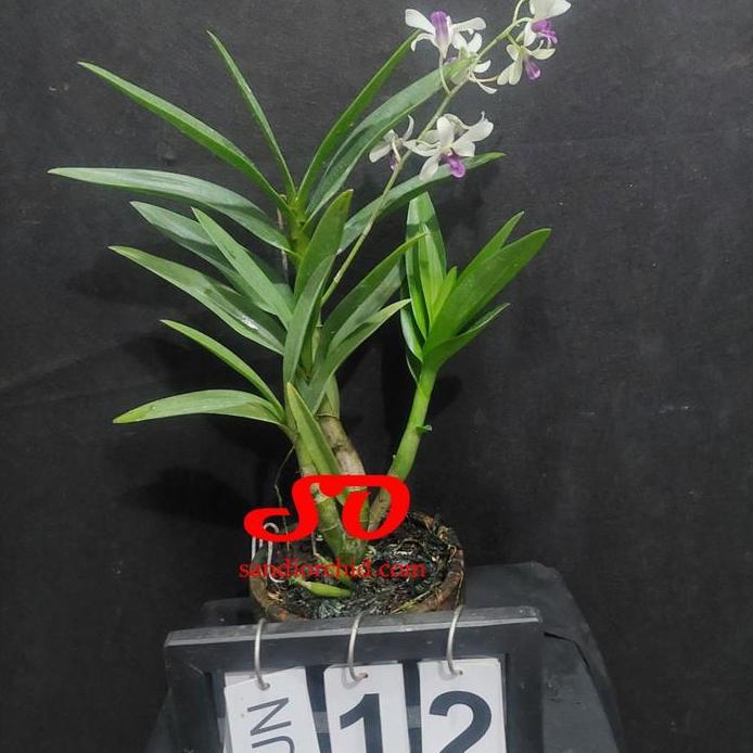 Dendrobium mesangnil dewasa