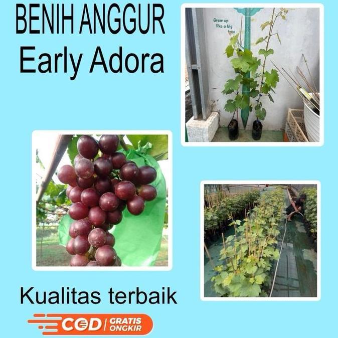Benih anggur jenis  EARLY adora