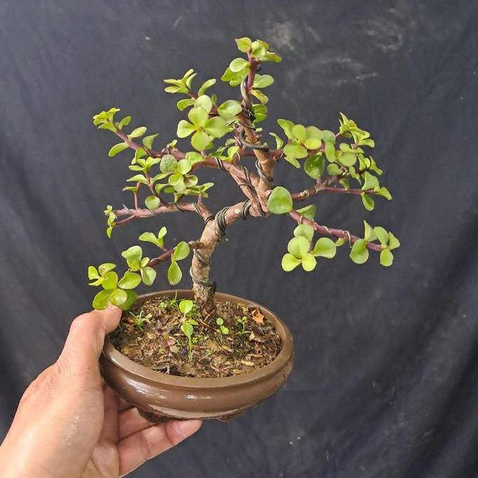 Bonsai Indoor Jade Plant / Bonsai Purtulaca Arfa