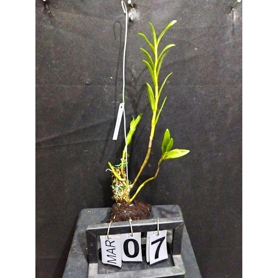 [ DEWASA ] Dendrobium leporinum