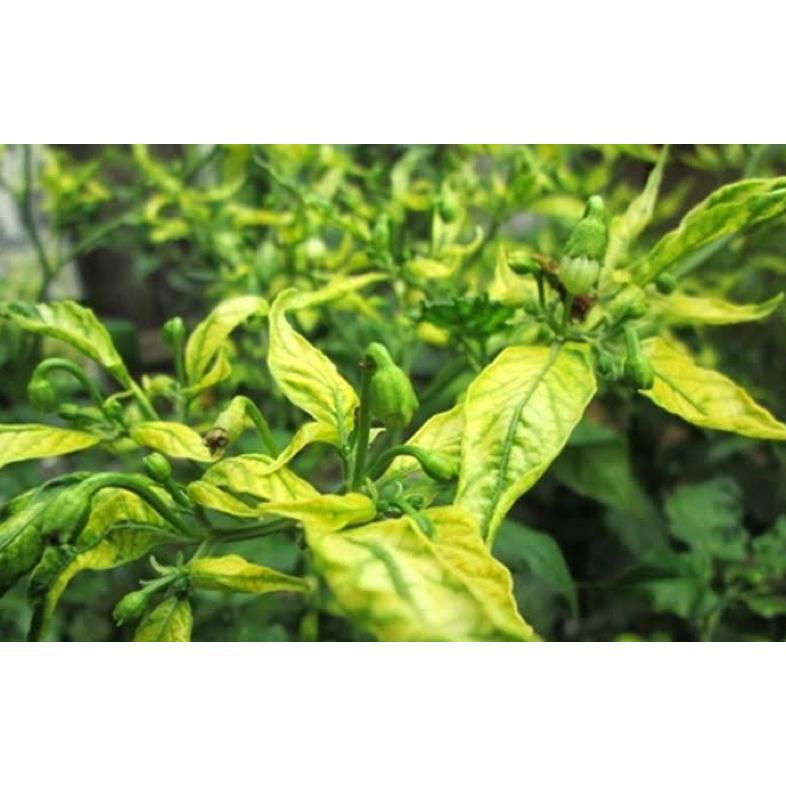 Promo Cod Pupuk Organik Cabai Anti Virus Keriting Obat Daun Menguning Cabe Atasi Daun Kuning Dan Ker