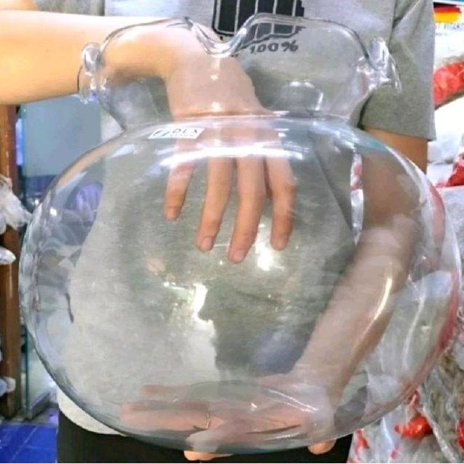 TERLARIS AQUARIUM BULAT KACA UKURAN 12.5 LITER/AQUARIUM BULAT/AQUARIUM KACA