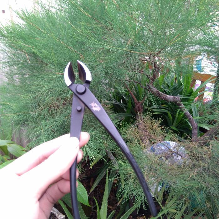 PROMO catok bonsai miring 16,5 cm brand maxwan alat bonsai catok miring