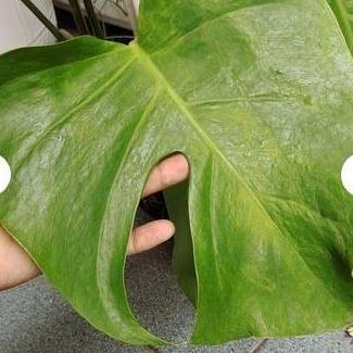 tanaman hias Daun - tanaman merambat - tanaman media air - tanaman Pohon monstera - monstera delicio