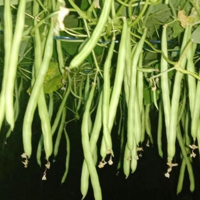 Benih Buncis Patih 500 gr Bibit Unggul Tanaman MMT