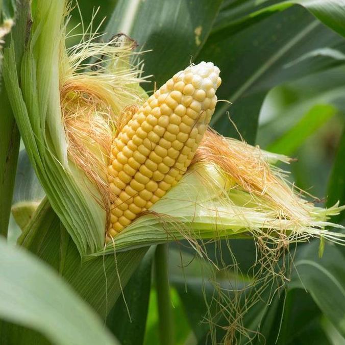 BENIH PARAGON BENIH JAGUNG MANIS HIBRIDA F1 | BIBIT SAYURAN JAGUNG MANIS