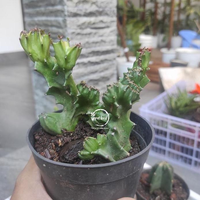 Kaktus Euphorbia / Euphorbia Lactea Cristata