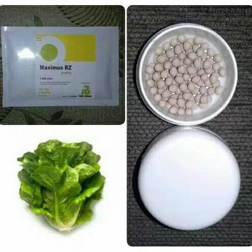 Parkz- Benih Bibit Selada Romain Maximus Rz 100 Pills