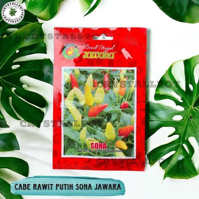 Parkz- Benih Bibit Cabe Rawit Putih Sona Benih Unggul Jawara - Cabe Rawit Putih Sona