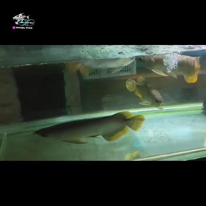 IKAN HIAS IKAN BANJAR ARWANA RED BANJAR ARWANA BANJAR RED SIZE BESAR