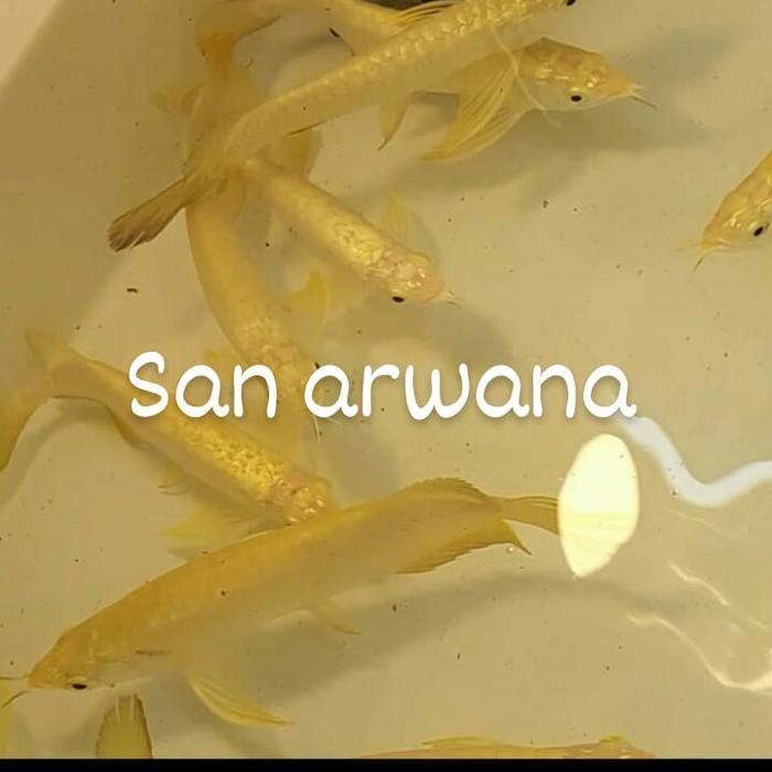 ikan arwana golden GH crossback 24k