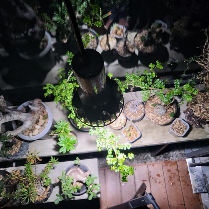Grow light Japan Helios Green Led Lampu tanaman Aroid Caudex Aquascape