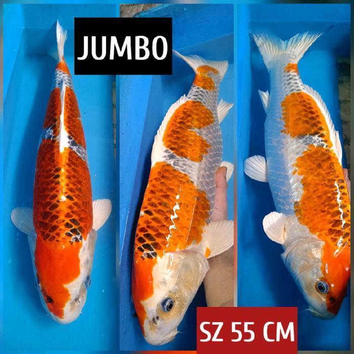ikan koi blitar kujaku JUMBO ready chagoi showa kohaku sanke dll