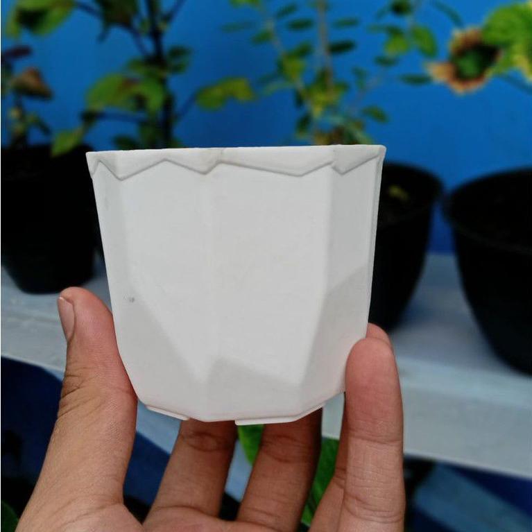 Promo Cod Pot Permata Putih 8Cm Pot Kecil Pot Kaktus Cantik Murah Grosir ><