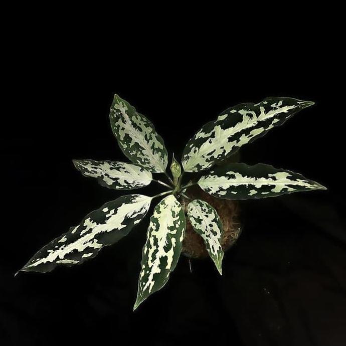 Jual tanaman hias aglonema pictum Aceh becolor _ _
