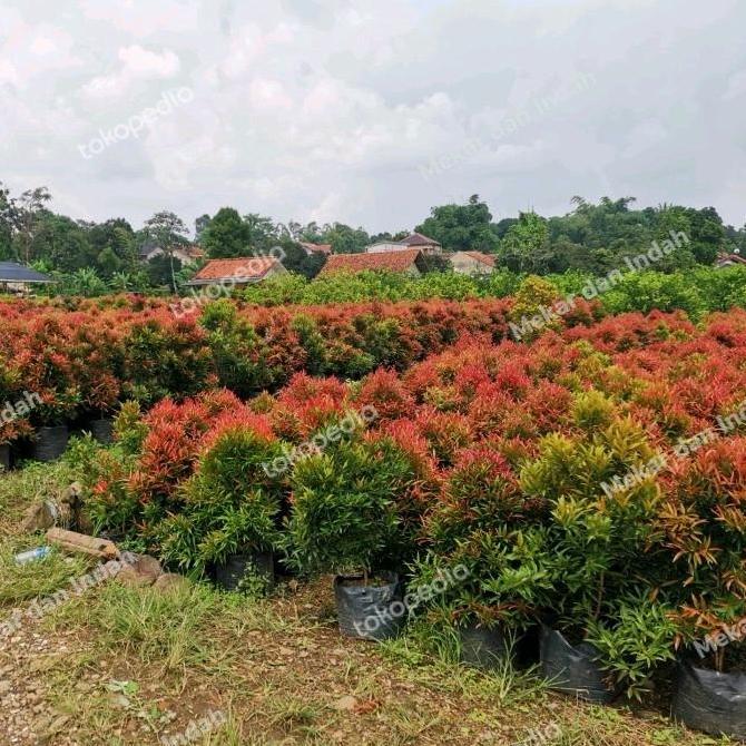 Tanaman PUCUK MERAH BESAR sudah rimbun banget, pucuk merah