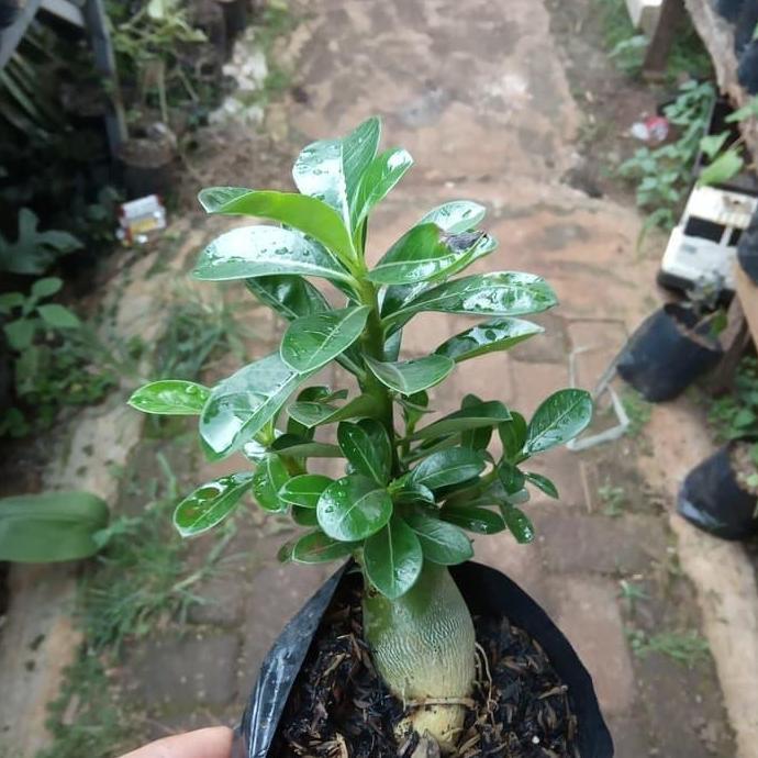 BONSAI ADENIUM ARABICUM-bibit tanaman bonsai adenium arabicum _