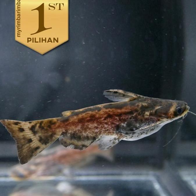Colombian Catfish Ikan Hias Predator Hiasan Aquarium Aquascape Kolam