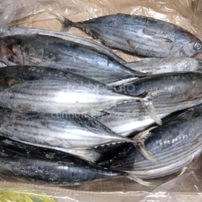 Processed - Ikan Cakalang Beku Segar