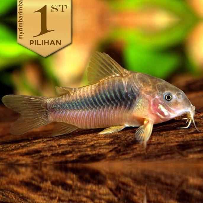 Corydoras Aeneus Indukan Jumbo Ikan Hias Hiasan Aquarium Aquscape