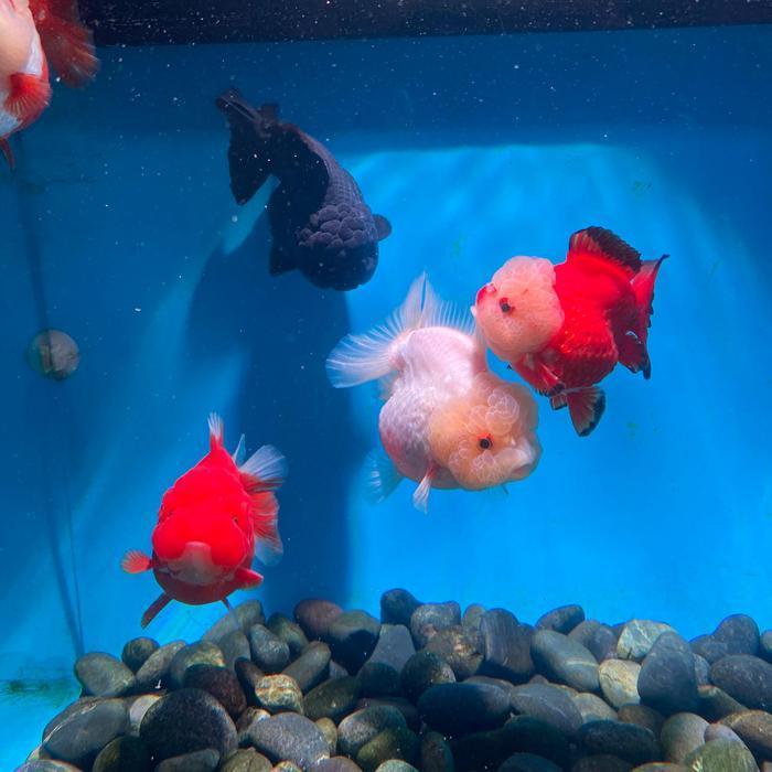 Ikan Maskoki Goldfish Oranda Shortail PREMIUM QUALITY