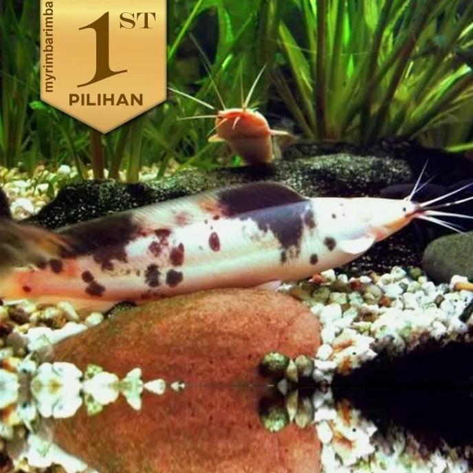 Paket Trio (isi 3) Lele Sapi Belang Size L Clarias Catfish Ikan Hias Aquarium Aquascape