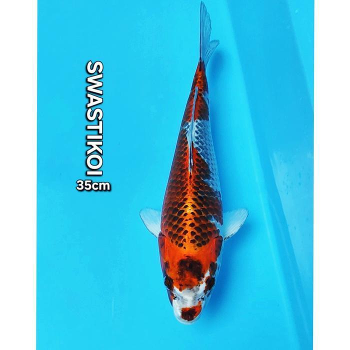 Ikan Koi Blitar Kujaku 35cm Bagus